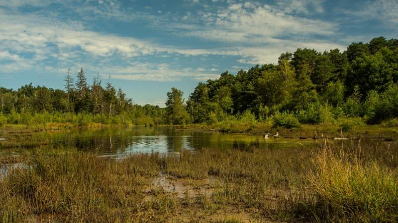 wetlands